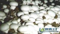 新鮮蘑菇批發兼零售，農副產品的優質選擇