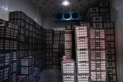 春節(jié)期間華南農(nóng)產(chǎn)品批發(fā)市場(chǎng)銷售創(chuàng)佳績(jī)，批發(fā)兼零售模式顯成效